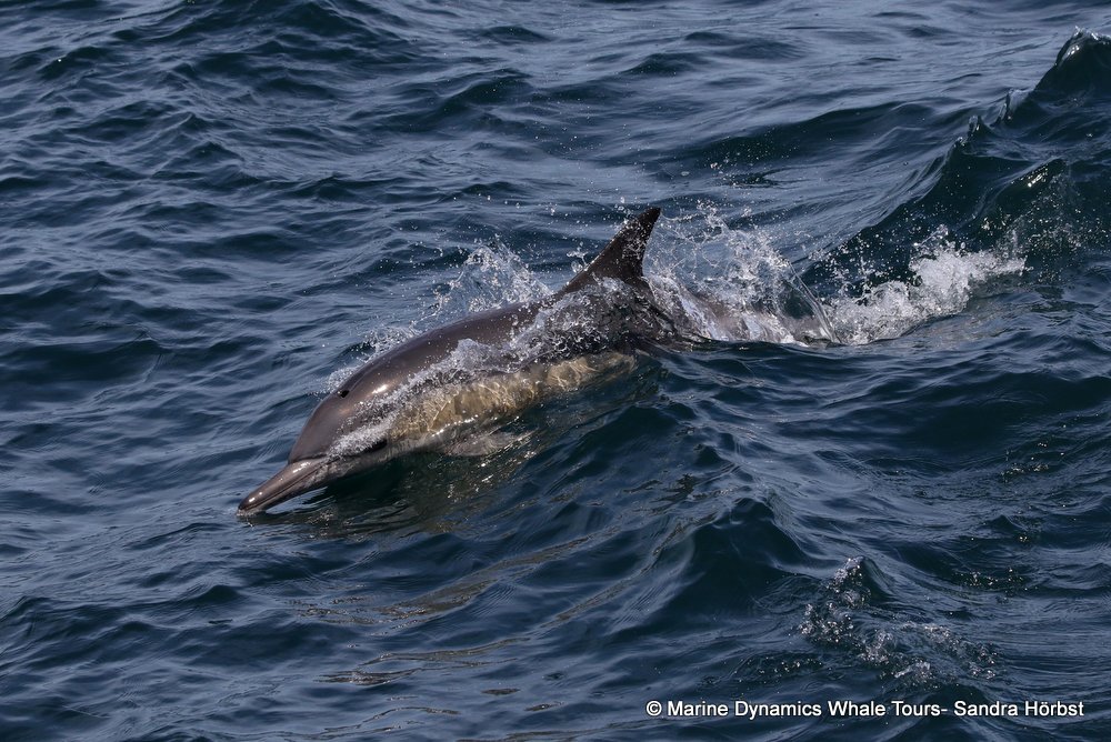 common dolphin, whale watching, gansbaai, south africa