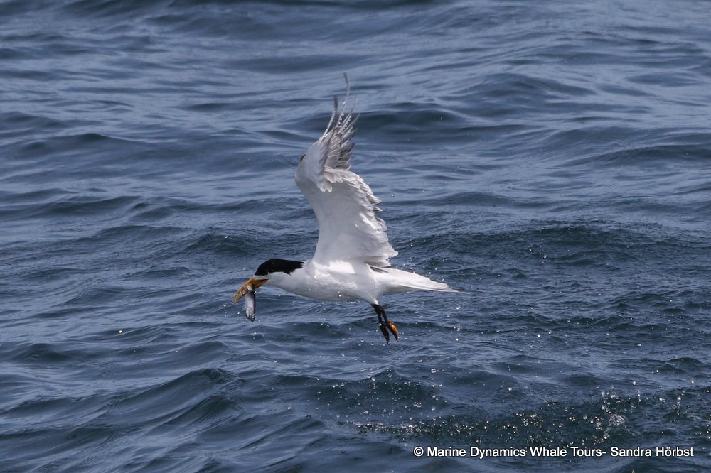 tern whale watching, gansbaai, south africa,