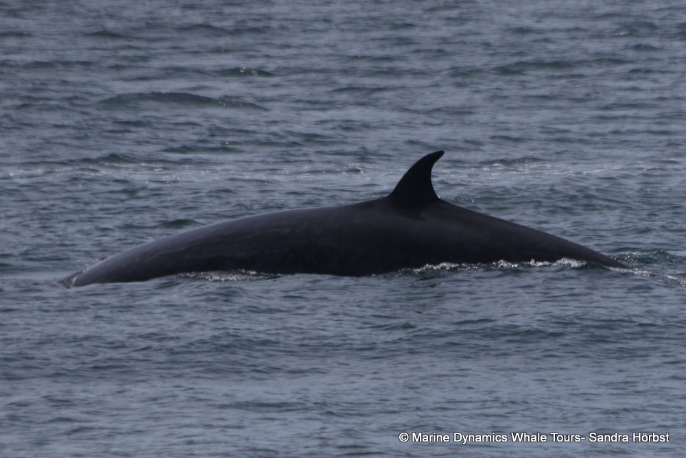 bryde's whale, whale watching, gansbaai, south africa,
