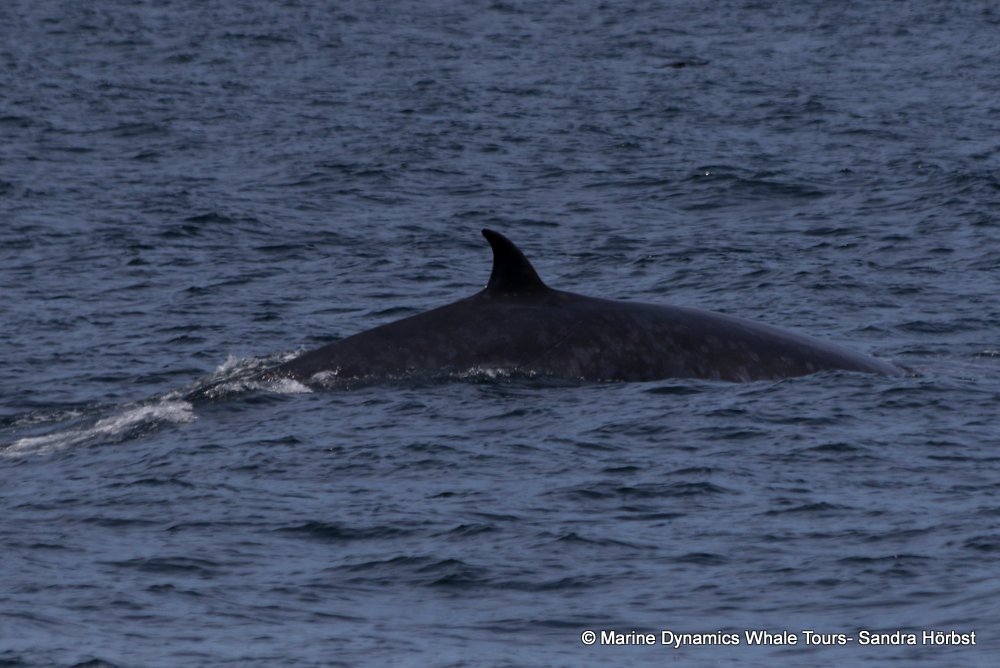 bryde's whale, whale watching, gansbaai, south africa,