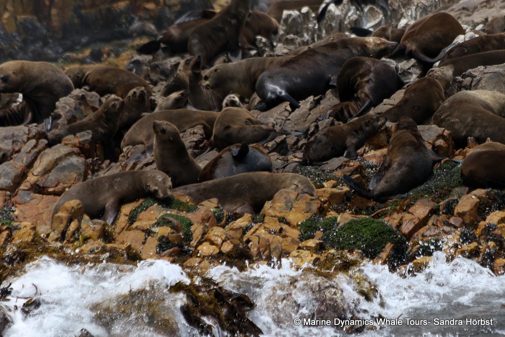 cape fur seal, whale watching, gansbaai, south africa
