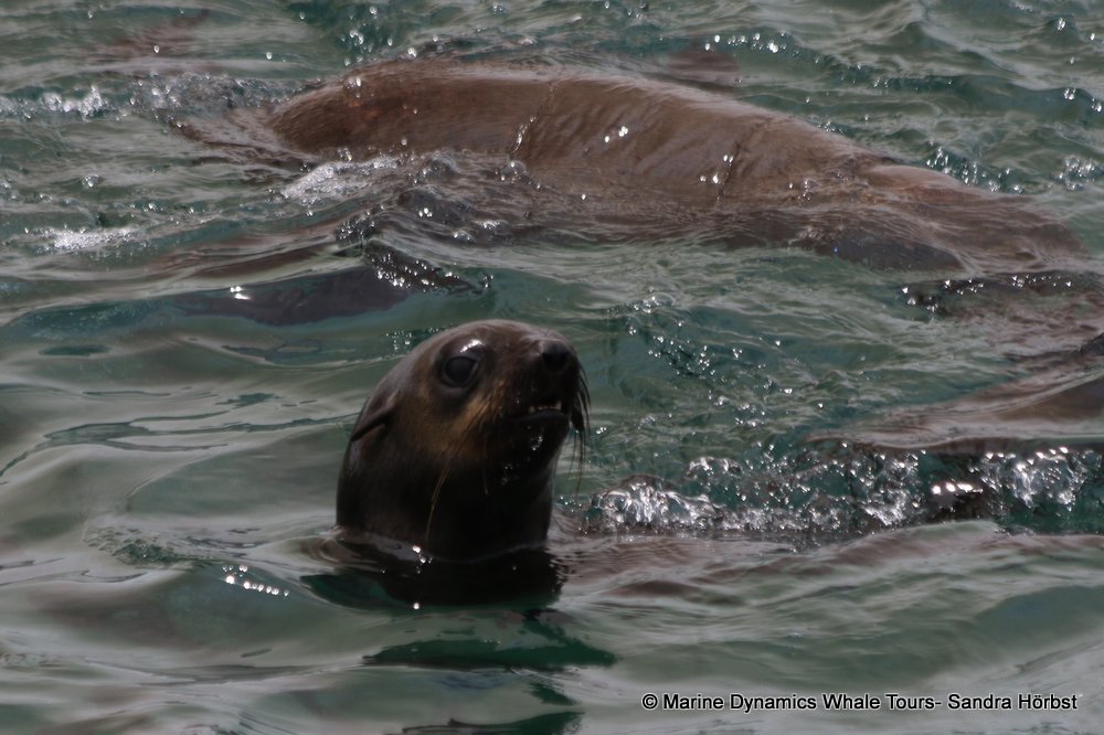 cape fur seal, whale watching, gansbaai, south africa