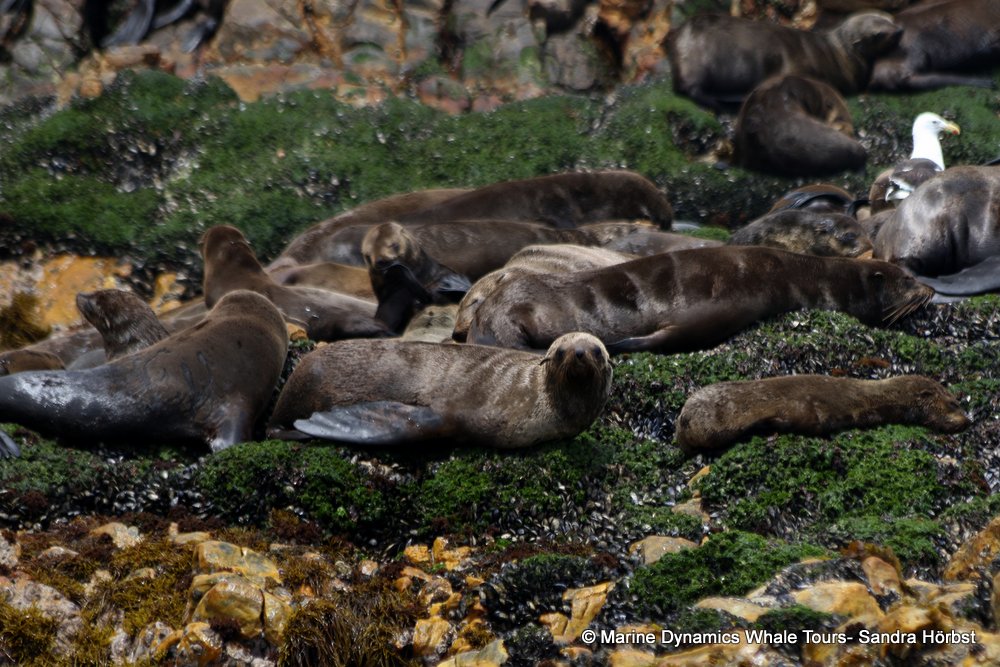 cape fur seal, whale watching, gansbaai, south africa