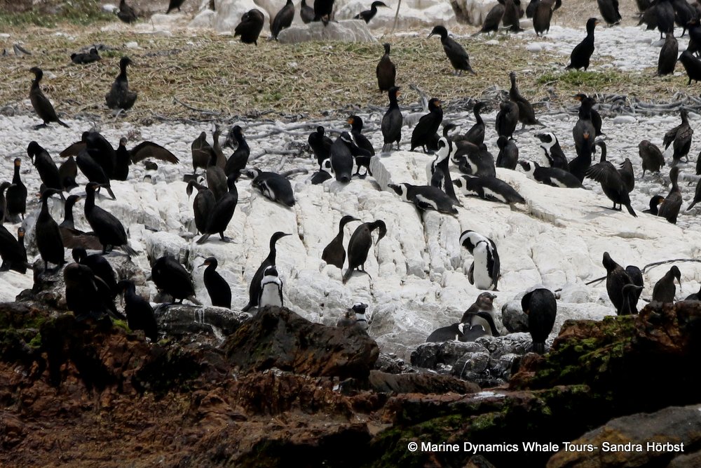 african penguin, whale watching, gansbaai, south africa