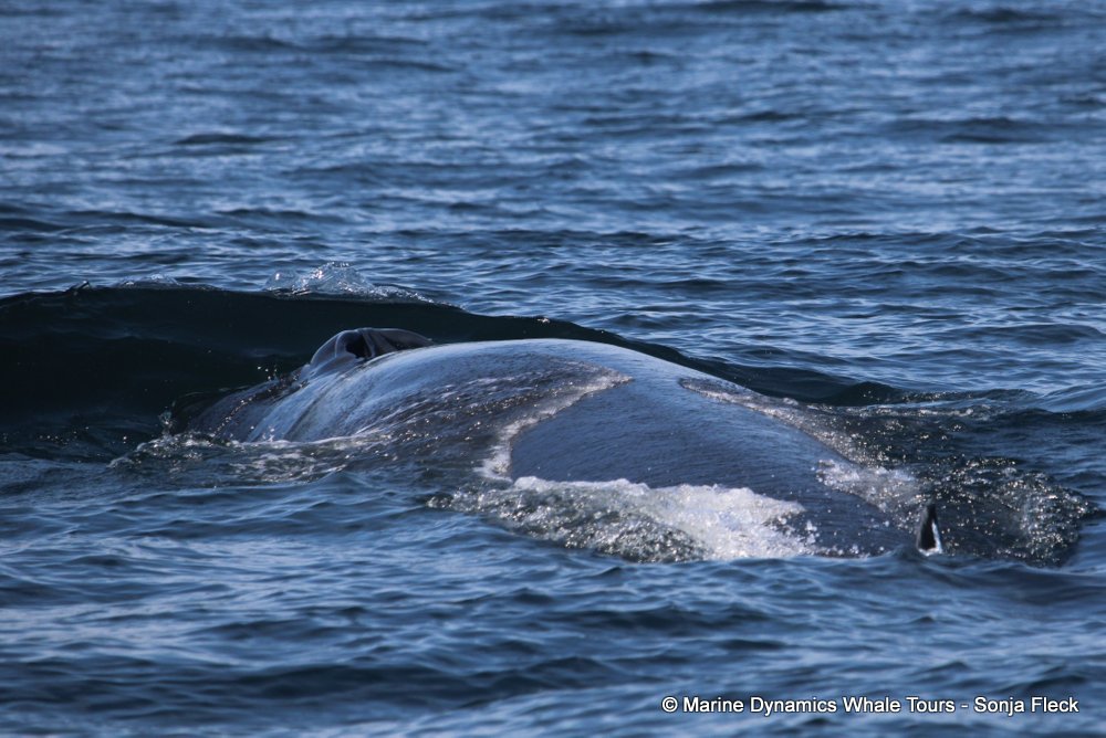 bryde's whale, whale watching, gansbaai, south africa,