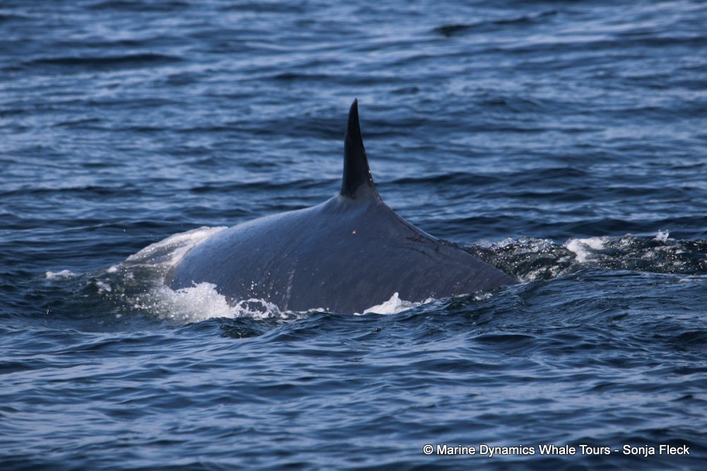 bryde's whale, whale watching, gansbaai, south africa,