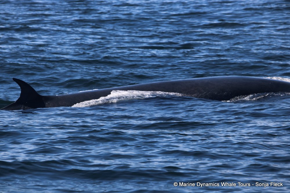 bryde's whale, whale watching, gansbaai, south africa,