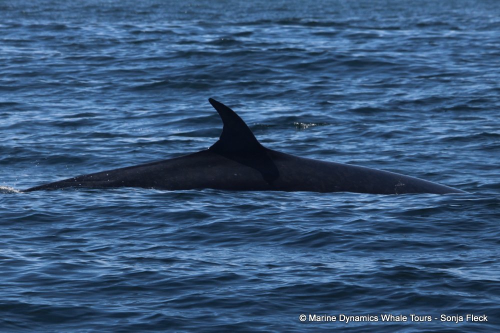 bryde's whale, whale watching, gansbaai, south africa,