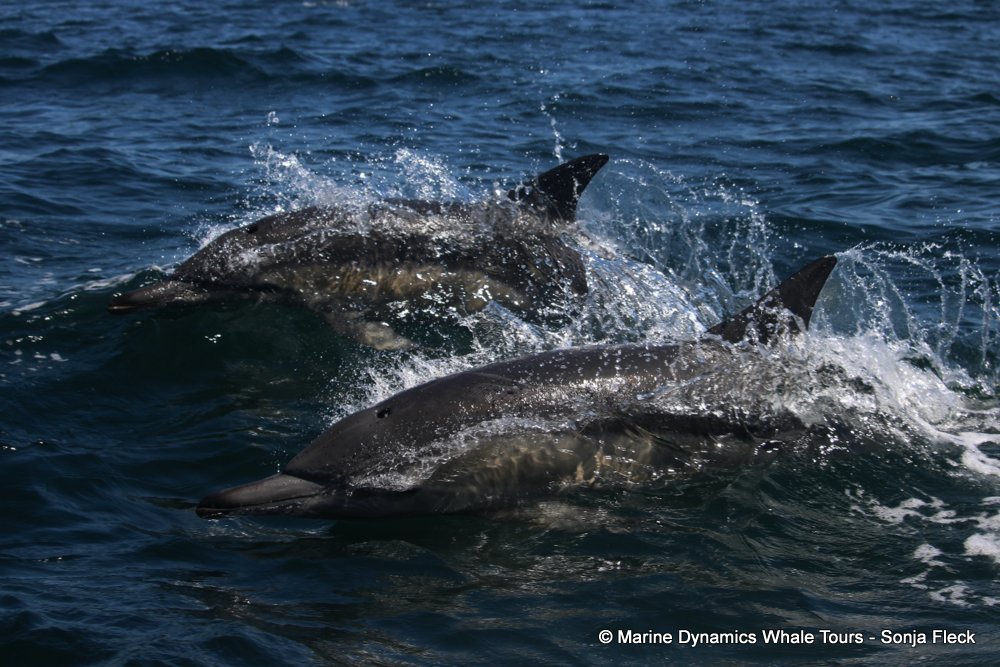 common dolphin, whale watching, gansbaai, south africa