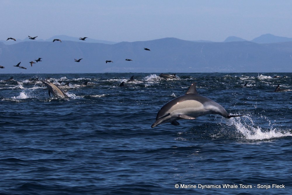 common dolphin, whale watching, gansbaai, south africa