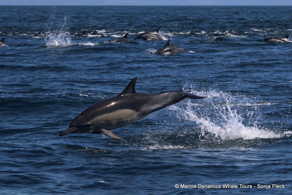 common dolphin, whale watching, gansbaai, south africa