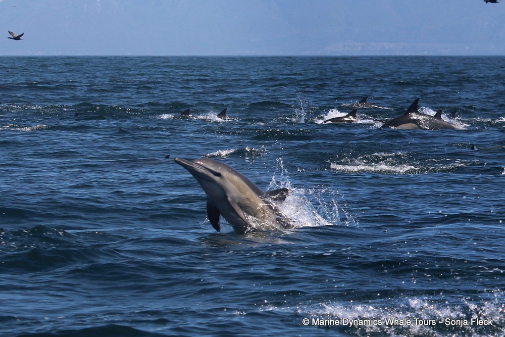common dolphin, whale watching, gansbaai, south africa