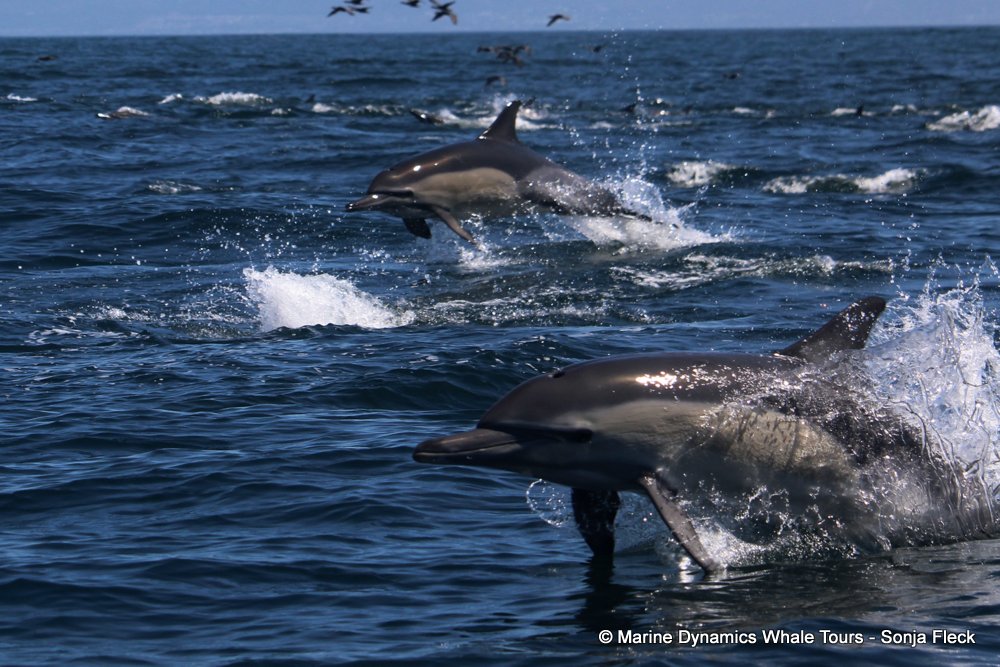 Marine Big 5 Daily Blog 05 January