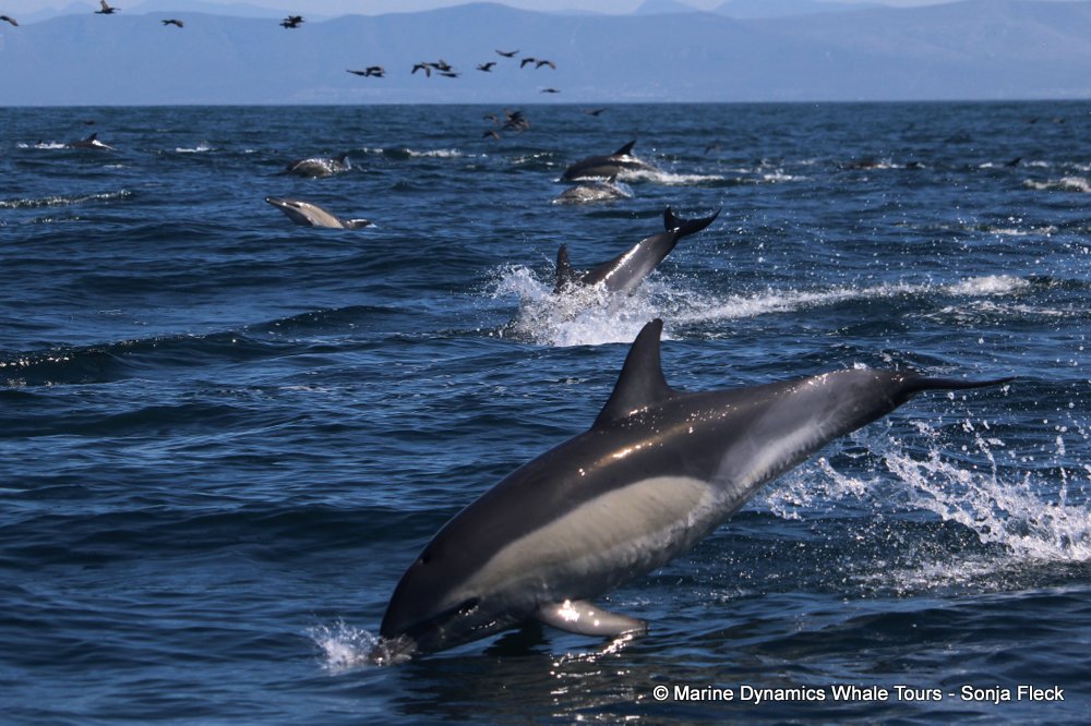 common dolphin, whale watching, gansbaai, south africa