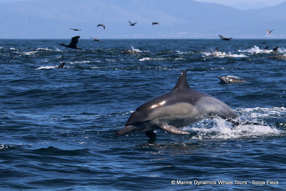 common dolphin, whale watching, gansbaai, south africa