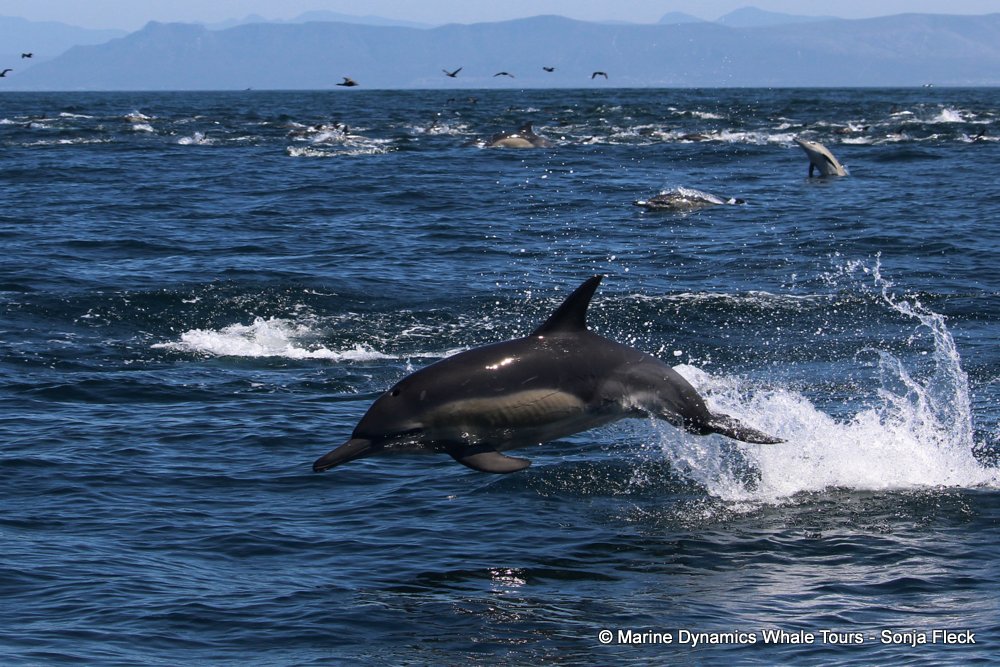common dolphin, whale watching, gansbaai, south africa