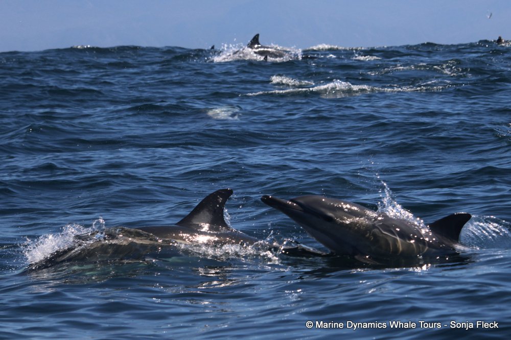 common dolphin, whale watching, gansbaai, south africa