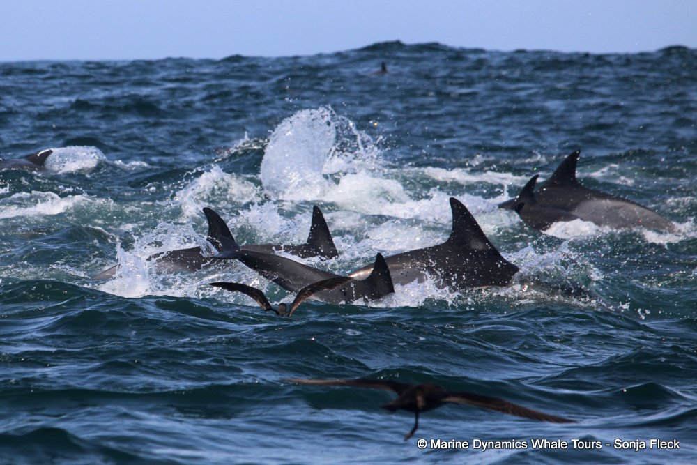 common dolphin, whale watching, gansbaai, south africa