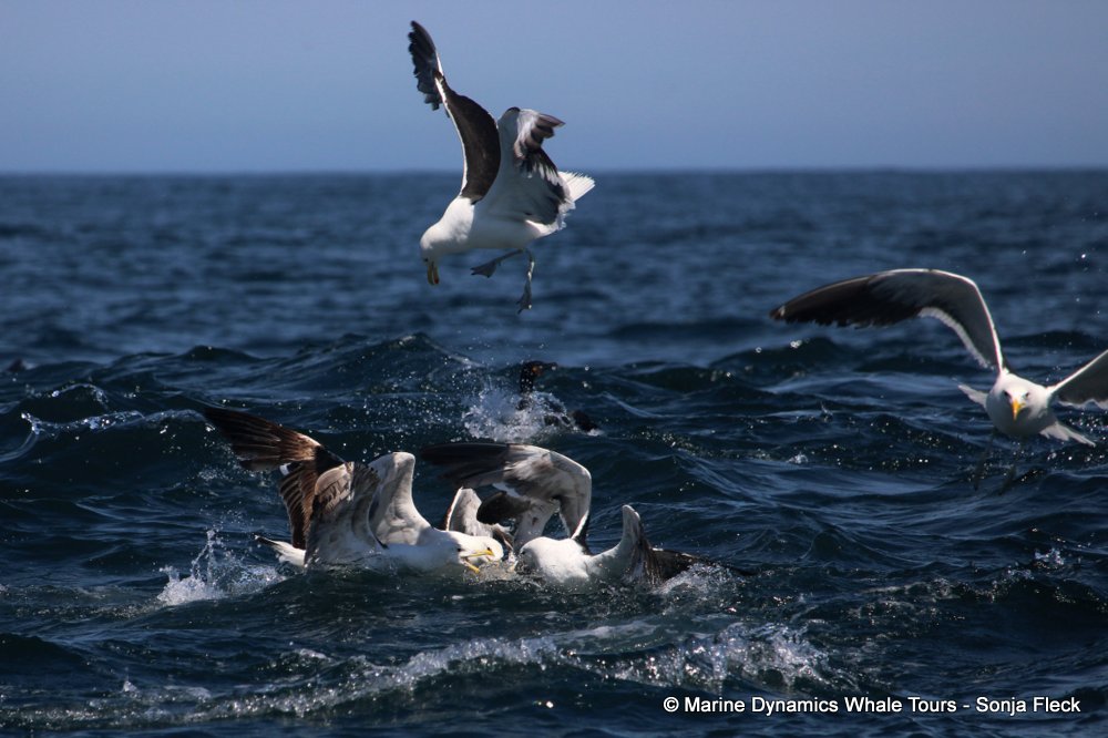 kelp gulls, whale watching, gansbaai, south africa