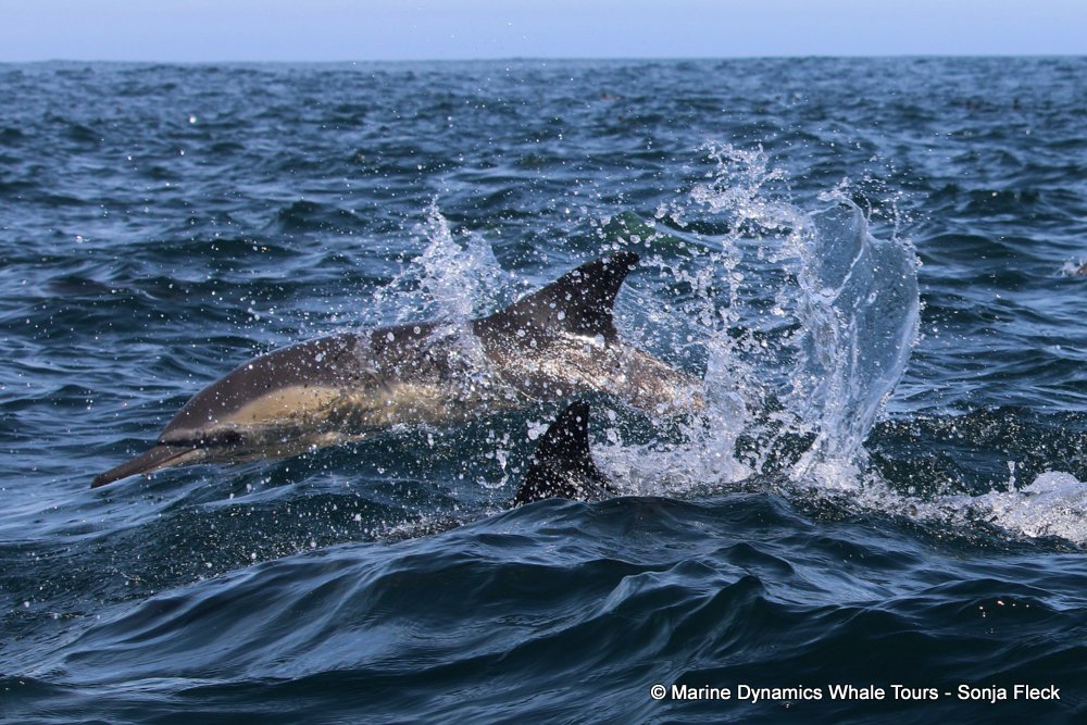 common dolphin, whale watching, gansbaai, south africa