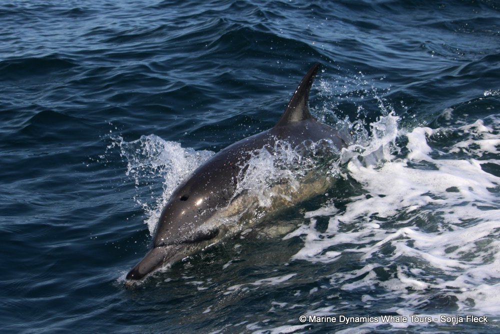 common dolphin, whale watching, gansbaai, south africa