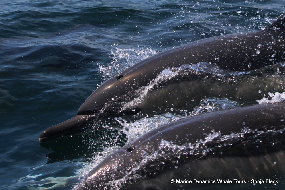 common dolphin, whale watching, gansbaai, south africa