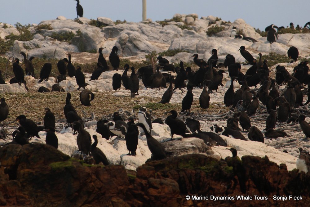 african penguin, whale watching, gansbaai, south africa