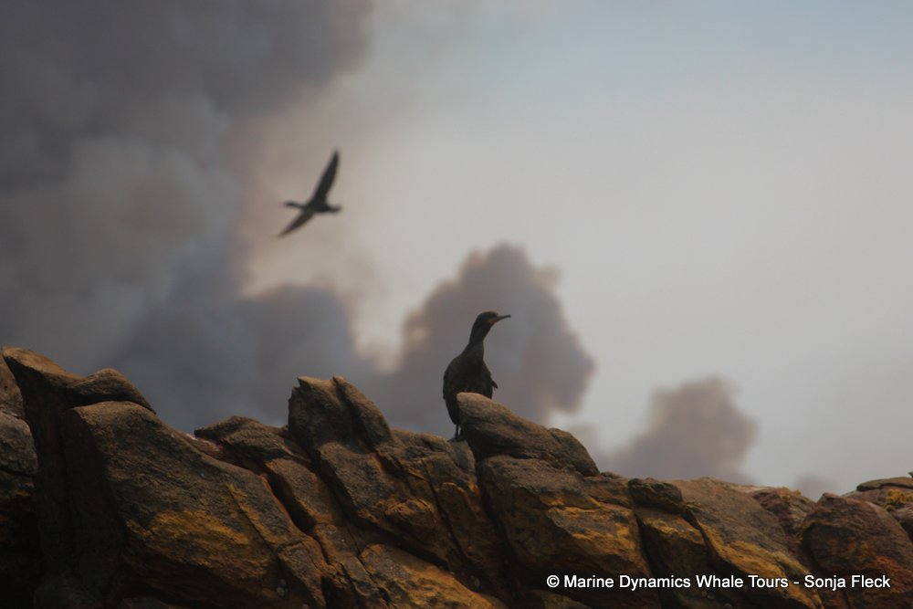 cape cormorants, whale watching, gansbaai, south africa