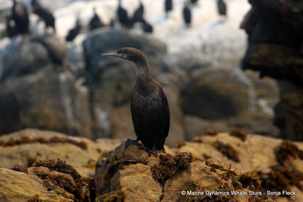 cape cormorants, whale watching, gansbaai, south africa