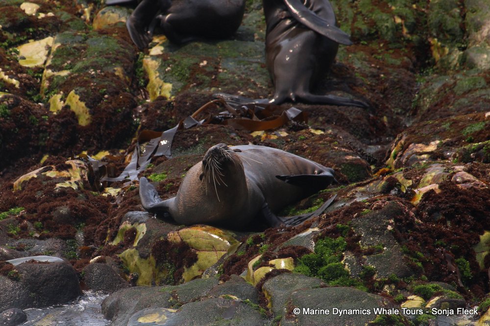 cape fur seal, whale watching, gansbaai, south africa