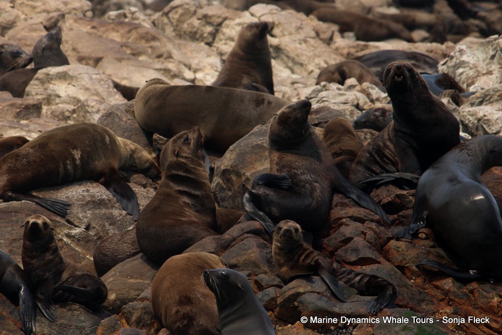 cape fur seal, whale watching, gansbaai, south africa