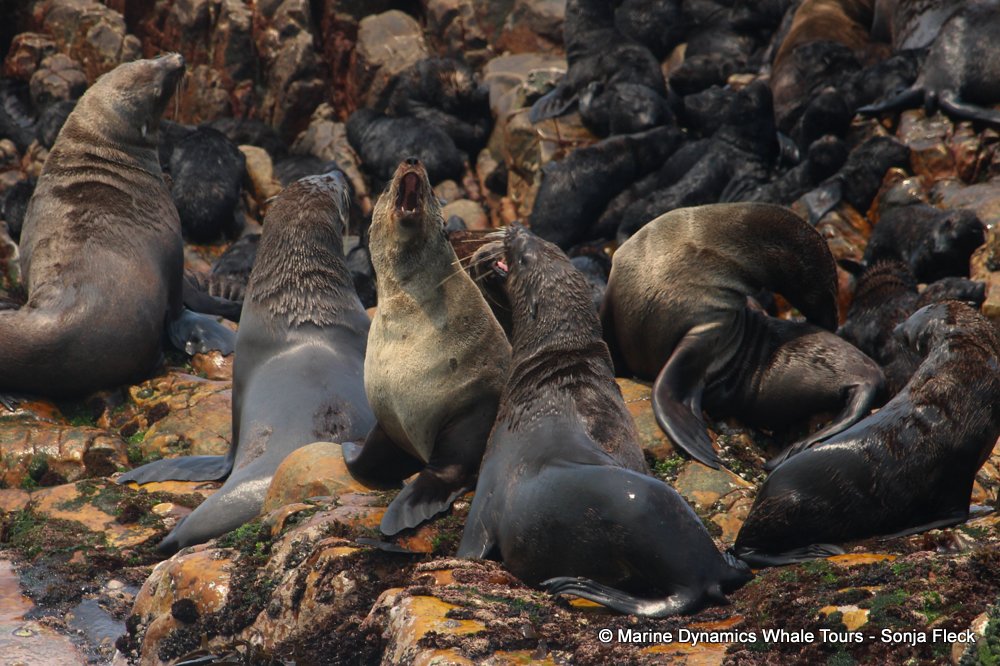 cape fur seal, whale watching, gansbaai, south africa