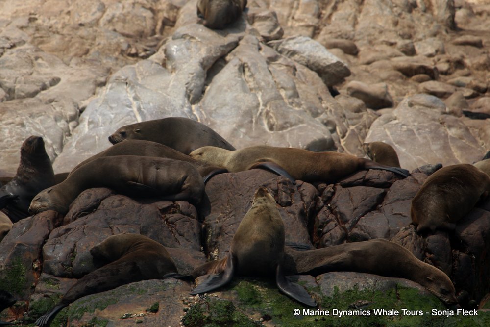 cape fur seal, whale watching, gansbaai, south africa