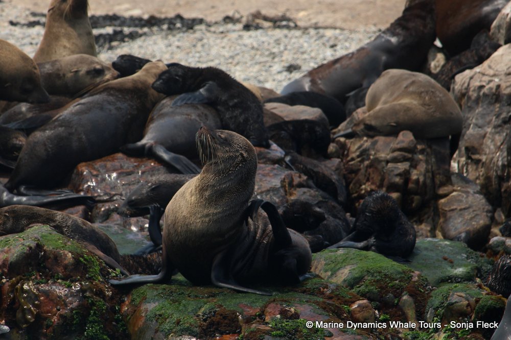 cape fur seal, whale watching, gansbaai, south africa