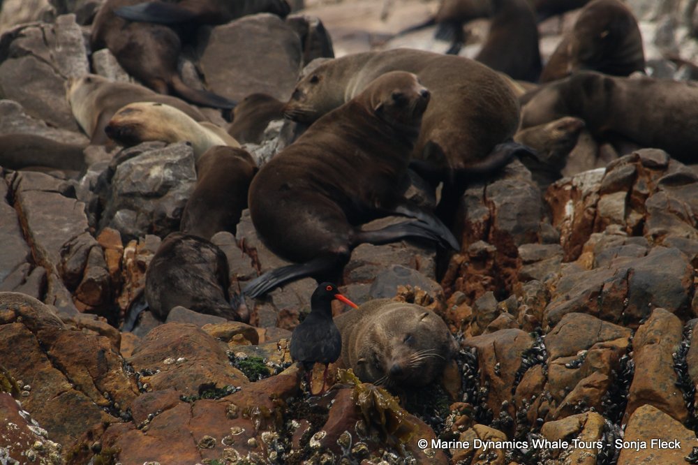 cape fur seal, whale watching, gansbaai, south africa