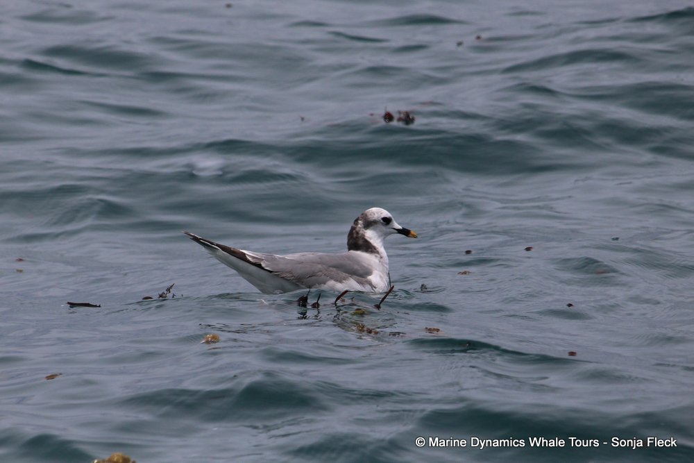sabine's gull, whale watching, gansbaai, south africa,
