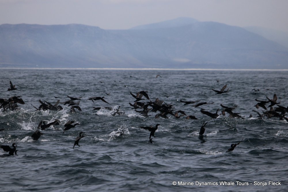 cape cormorants, whale watching, gansbaai, south africa