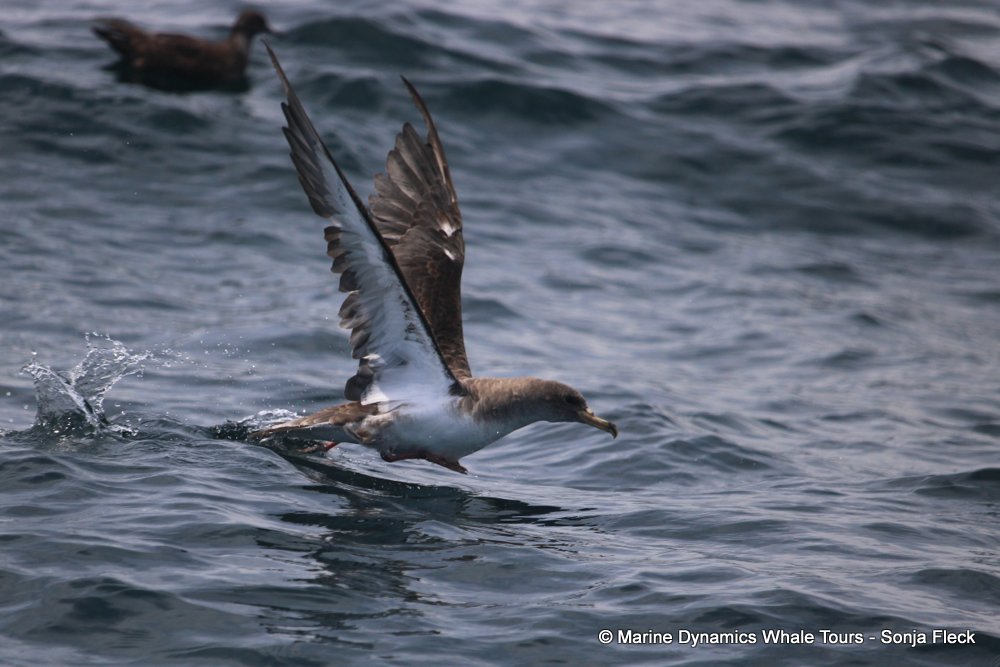 cory's shearwater, whale watching, gansbaai, south africa,