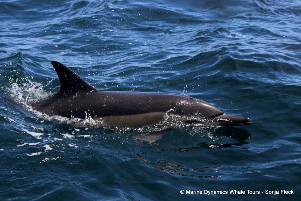 common dolphin, whale watching, gansbaai, south africa