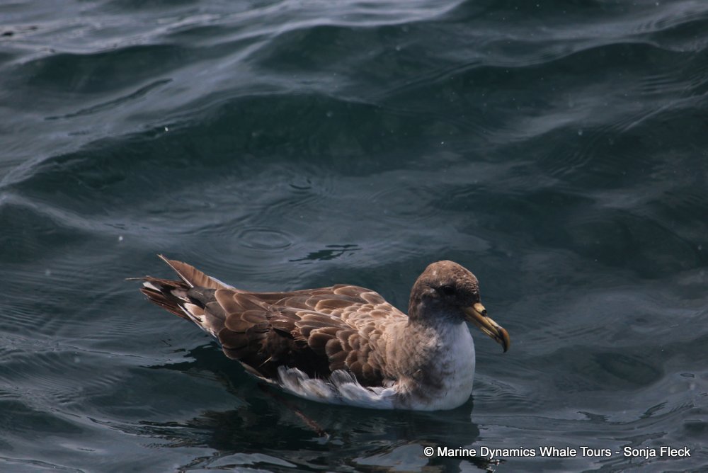 cory's shearwater, whale watching, gansbaai, south africa,