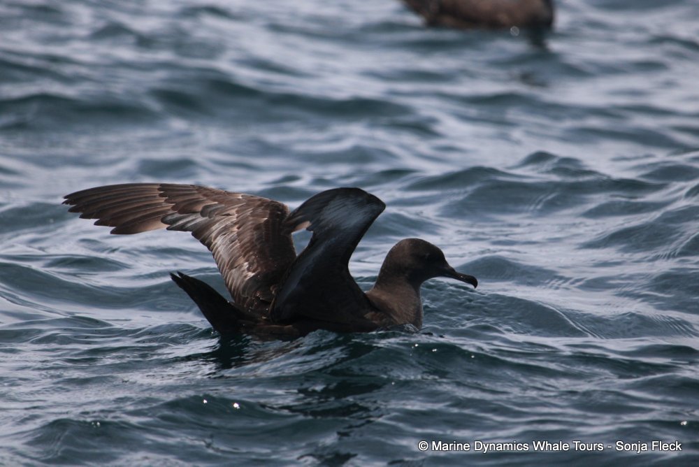 sooty shearwater, whale watching, gansbaai, south africa