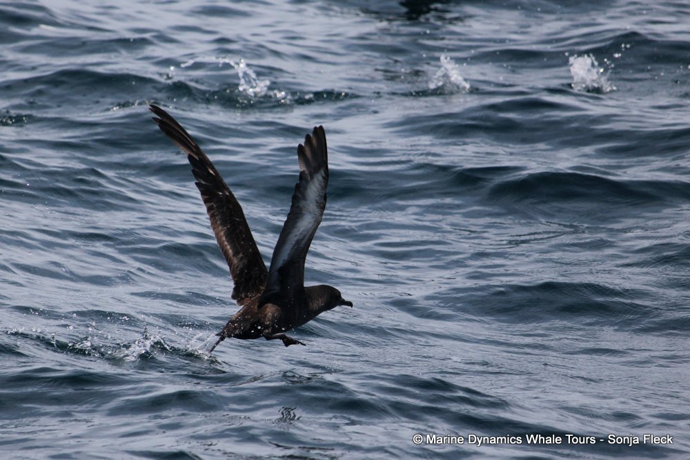 sooty shearwater, whale watching, gansbaai, south africa