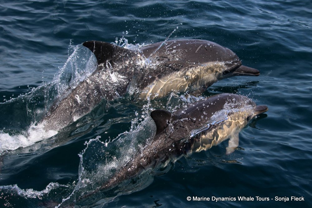 common dolphin, whale watching, gansbaai, south africa