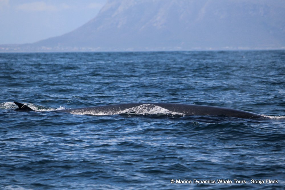 bryde's whale, whale watching, gansbaai, south africa,