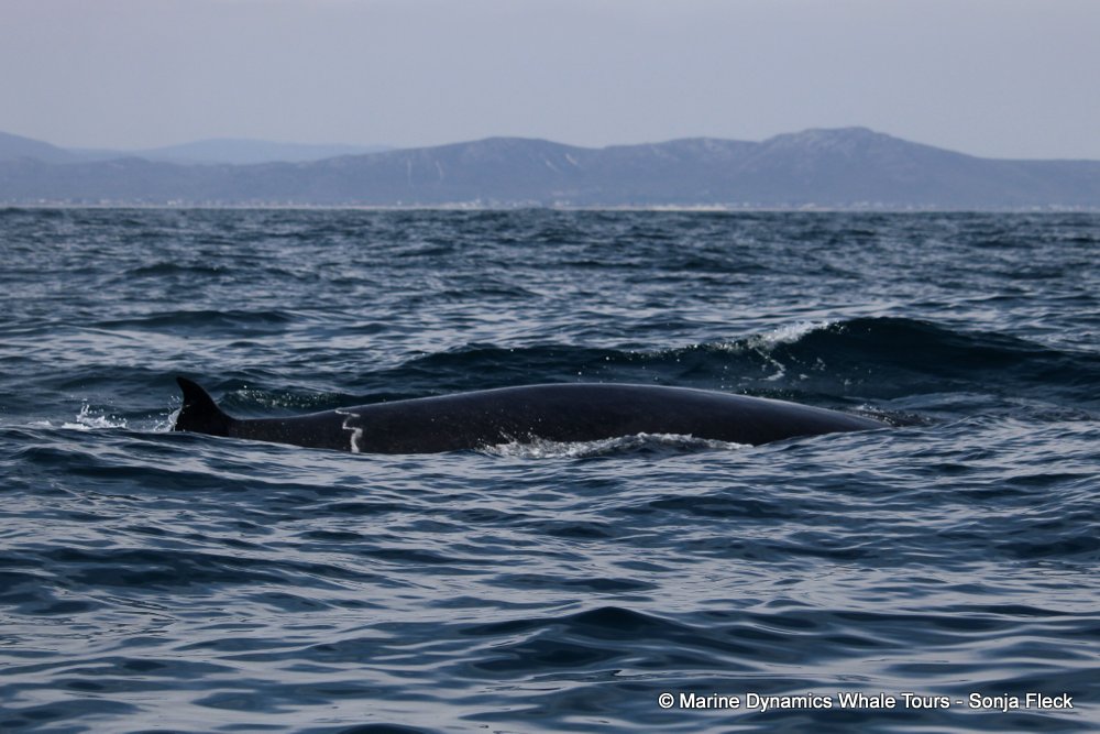 bryde's whale, whale watching, gansbaai, south africa,
