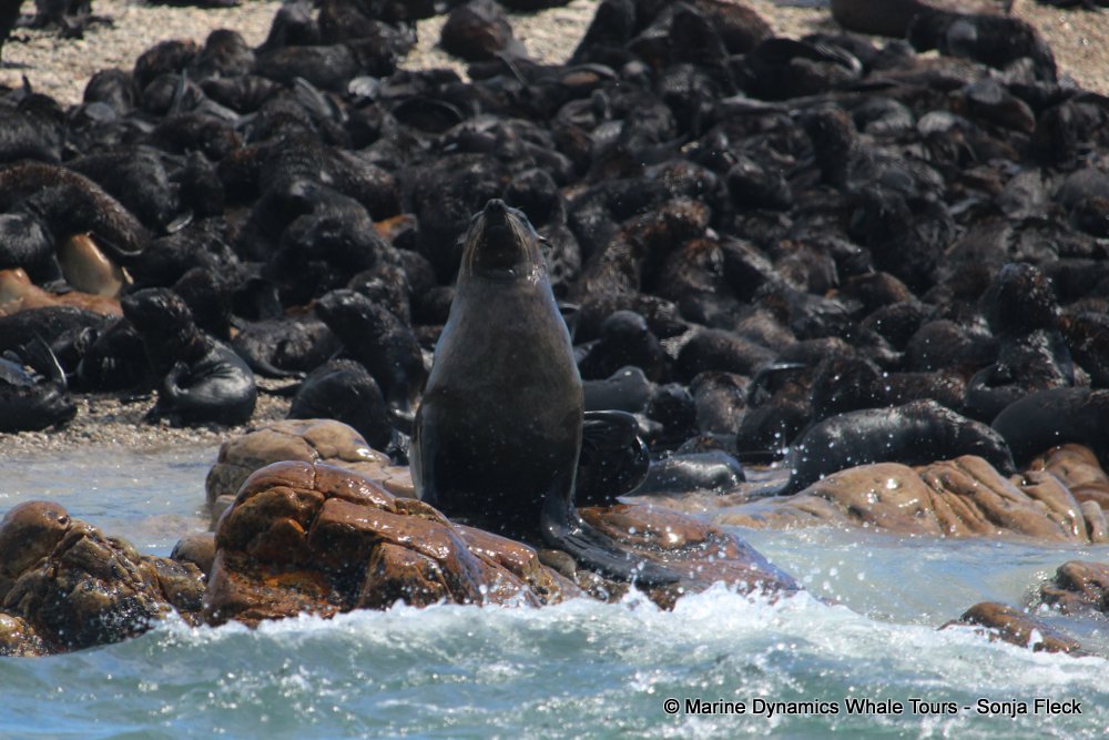 cape fur seal, whale watching, gansbaai, south africa