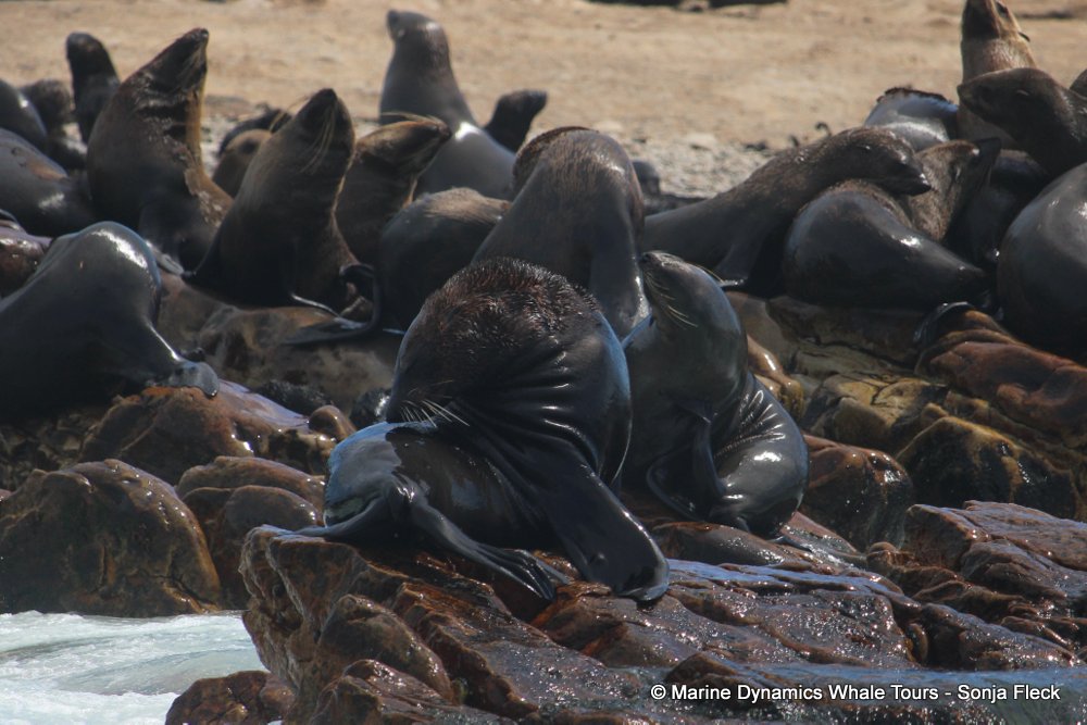 cape fur seal, whale watching, gansbaai, south africa