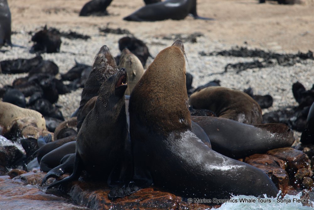 cape fur seal, whale watching, gansbaai, south africa
