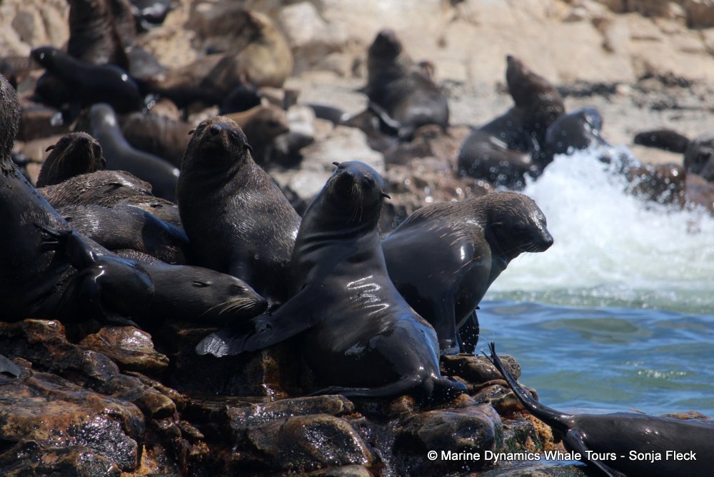 cape fur seal, whale watching, gansbaai, south africa