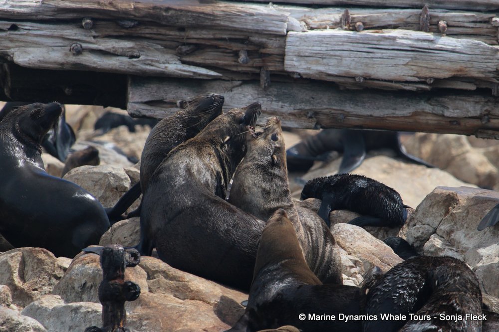 cape fur seal, whale watching, gansbaai, south africa